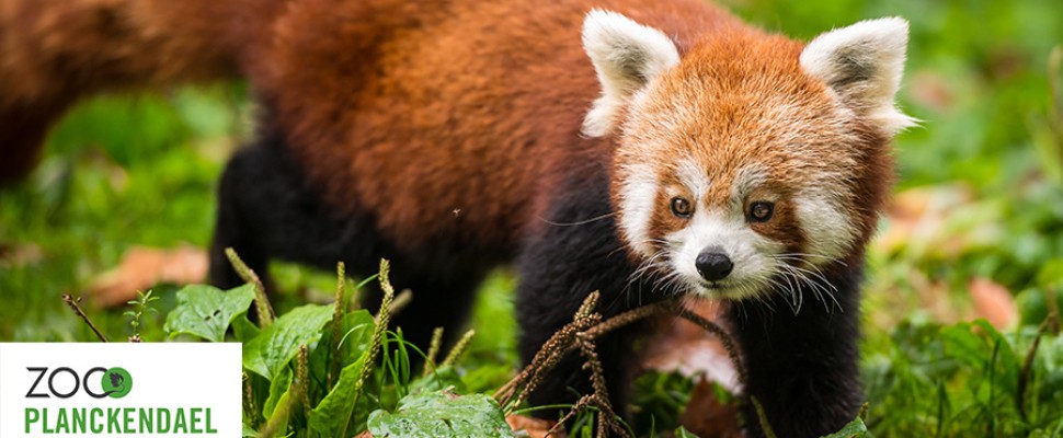 rode-panda-zoo-planckendael-dd21421341.jpg